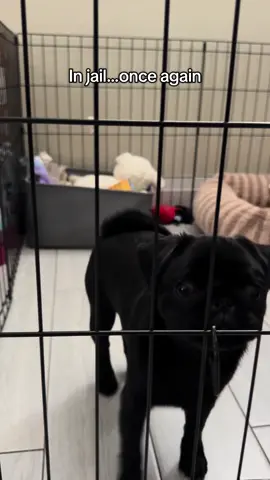 I’m not bad….you are #fyp #pug #blackpug #pugsoftiktok #puppiesoftiktok 