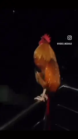 #rooster #chicken #sadrooster #tuffness 