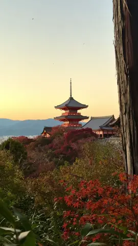 Sunset at Kiyomizu-dera #japantravel #kyoto #sunset 