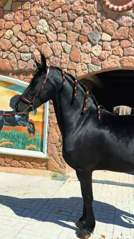 Luna, una yegua excepcional, extremadamente hermosa#frisianhorse #rancho5estrellas✨️✨️✨️✨️ 