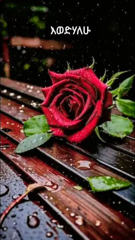 #እወድሃለሁ #ፍቅር➻ብቻ🖇ፍቅር➻ብቻ❤🥀🔐 #fyp #foryoupage 