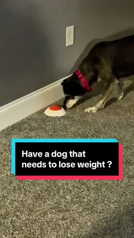 As a veterinarian, I recommend this to my clients all the time. If your dog needs to lose some weight, make them WORK FOR THAT FOOD !!!!!  #petpuzzlefeeder #pettoys #pettreatdispenser 