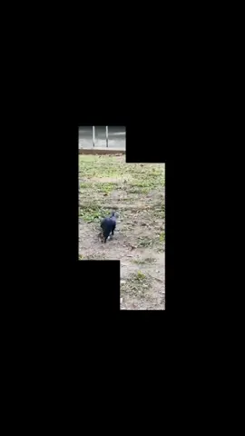 A leisurely, carefree, and happy little bird.