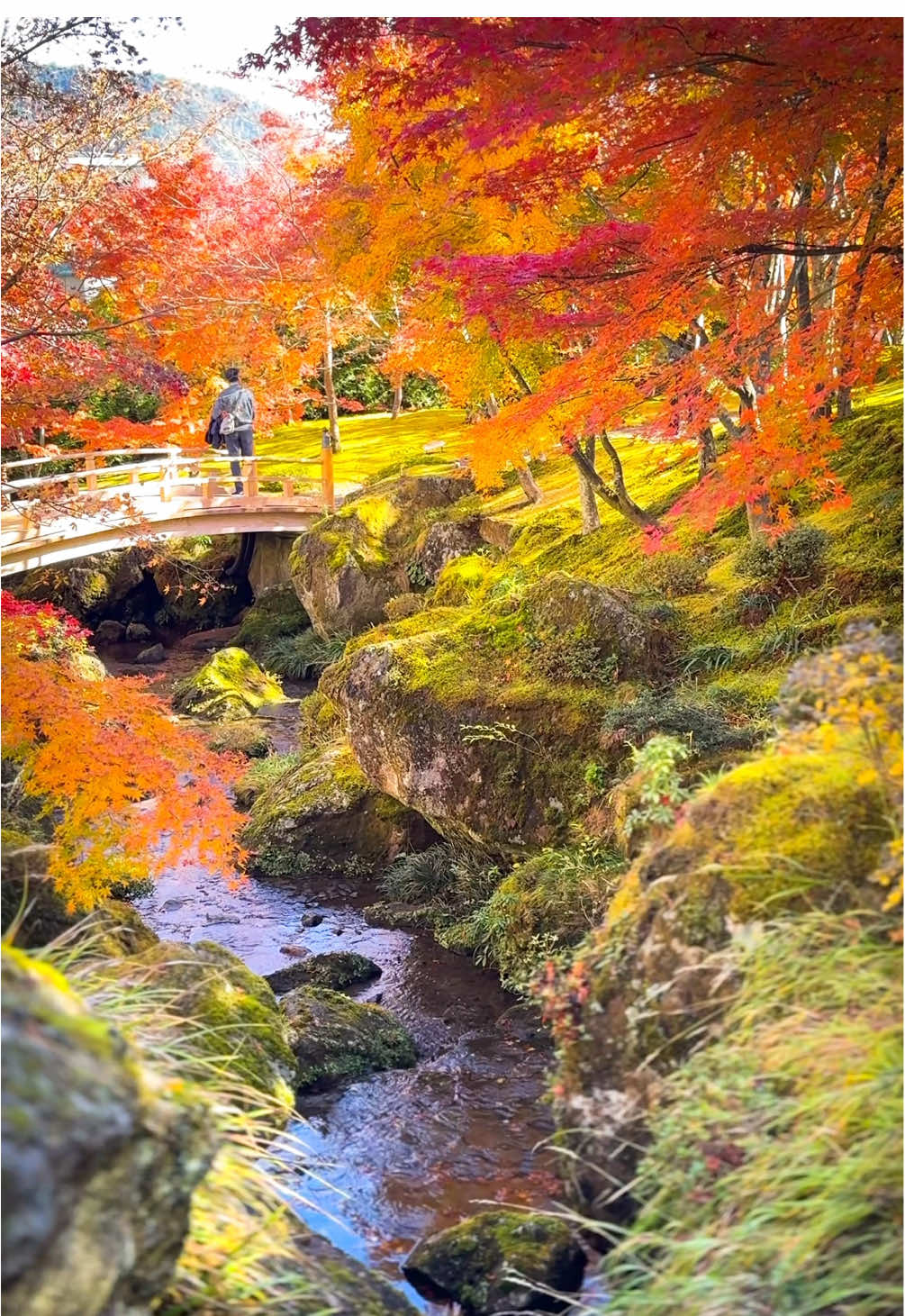 2025 11 📍神奈川県箱根町 箱根美術館 箱根美術館は箱根の中で最も歴史のある美術館として昭和27年に開館、 四季折々の景観が楽しめる美術館となっております。 初秋には本館に繋がる階段は萩の道と称しているように、苑路に沿って配される野積みの巨大石に覆いかぶさるようにミヤギノハギが咲き誇ります。 そして１１月に入ると神仙郷は、１２０種類の苔が緑の絨毯となり、そこに紅色や黄色、緋色の２００本のモミジが鮮やかなコントラストを見せてくれます。その風景はまさに圧巻のひとことです。 #紅葉スポット #Hakone #日本の絶景 #japantravel #autumnvibes  📍 Hakone Museum of Art, Hakone-machi, Kanagawa Prefecture The Hakone Museum of Art opened in 1952 and is the most historic museum in Hakone. It is a place where visitors can enjoy the spectacular scenery that changes with the four seasons. Then, as November arrives, the 