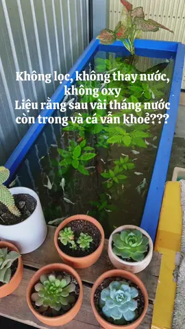 Câu trả lời dành cho anh em về những hoài nghi sau 2 tháng khi mình setup chiếc bể thuỷ sinh bền vững không dùng lọc, không oxy, không thay nước.. LÀ CÁ NÓ ĐẺ MÌNH SẮP PHẢI CỘNG THÊM HỒ RỒI ĐÂY 😂😂😂 #thuysinhbenvung #thuysinhngoaitroi #mollyfish #guppyfish #xuhuongtiktok 