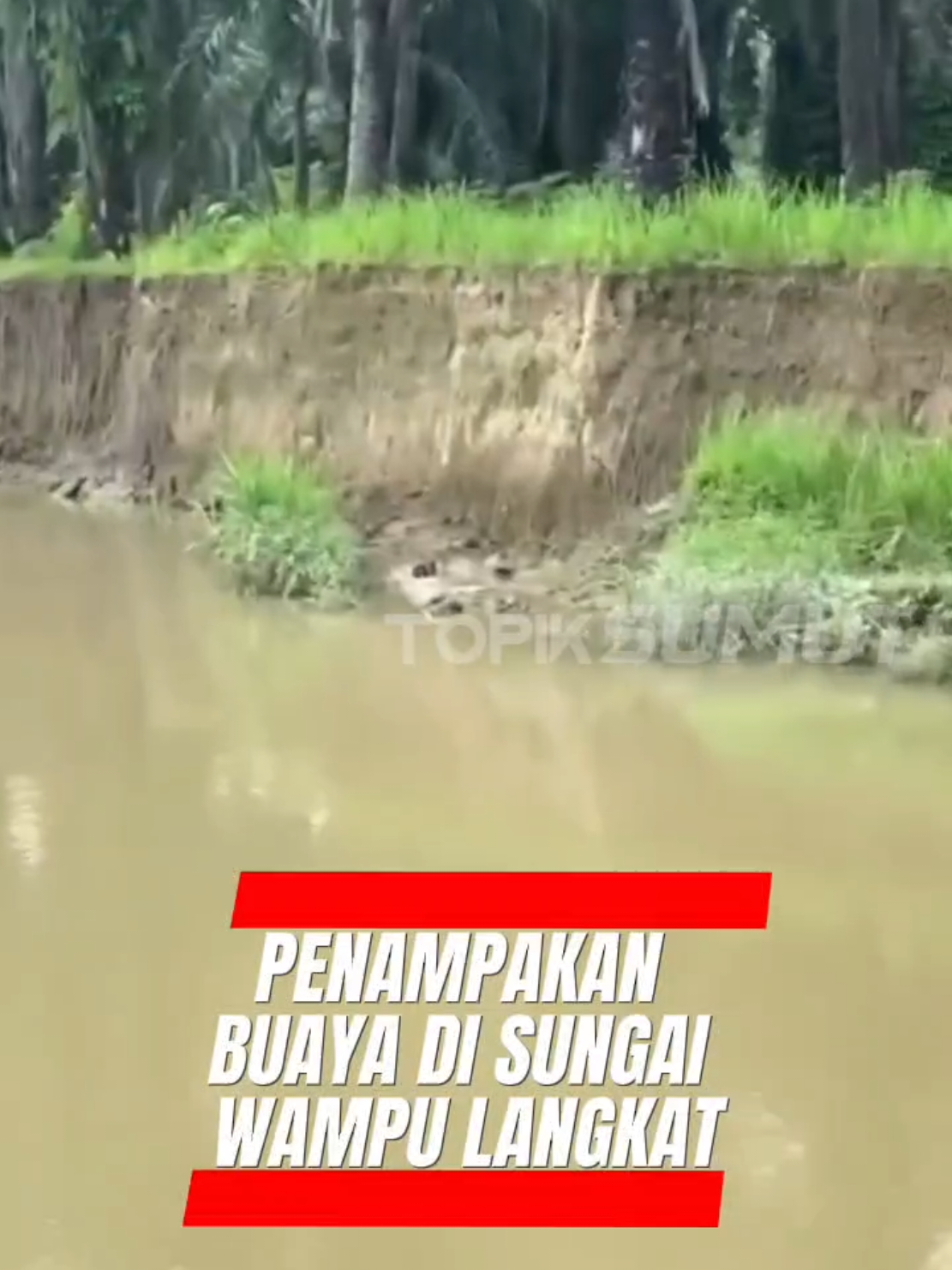 Warga di Kecamatan Stabat, Kabupaten Langkat dihebohkan dengan beredarnya video tentang keberadaan buaya di Sungai Wampu,  Sabtu (22/11/2025). Dalam video yang beredar tersebut, tampak seorang pekerja tambang pasir di Sungai Wampu yang merekam seekor buaya di pinggir sungai. Buaya dengan ukuran besar tersebut tampak sedang berjemur di pinggir sungai. Dalam keterangan di video tersebut dinyatakan bahwa buaya tersebut merupakan buaya di sungai Wampu di Kecamatan Stabat. Sumber video : Dedy Bakso #topiksumut #viral #buaya #sungaiwampu #sungai 