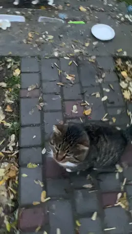Встретили кота из «Алиса в стране чудес» Чешир #котики #рижики #украінанайкраща🇺🇦💪 