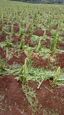 chuva de granizo 🌨️🧊 . . . #plantio #fyp #chuvadegranizo 