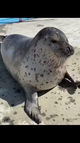 Seal slapping his belly #sealovers #sealant #sealions #whales #sealoverforlife 
