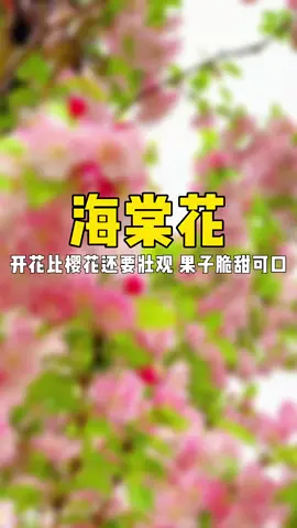 被寓意象征純潔愛情的海棠花樹#海棠花 #植物科普 #植物科普 #綠植培養 