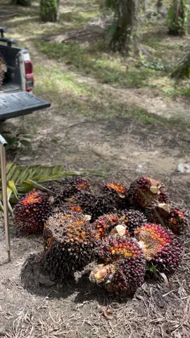 kuli muda🔥🌴#sawitstory #sawittiktok🌴 #sawit🌴 #foryou #fyp 