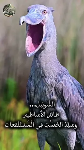 #educatoraward  الشويبل طائر الأساطير وسيد الصمت في المستنقعات Shoebill Marsh Predator Nature Secrets 2025 في أعماق المستنقعات الأفريقية يعيش طائر غامض يثير الرعب والدهشة في آنٍ واحد. إنه الشويبل، أحد أندر الطيور في العالم، يمتلك منقارًا ضخمًا يشبه الحذاء، وصوتًا يشبه الطلقات الخشبية. يظل ساكنًا كتمثال حتى تنقض لحظته الحاسمة لاصطياد فريسته في ومضةٍ واحدة. تعرف في هذا الفيديو على أسرار هذا الطائر الغريب وسلوكه المذهل في عالم الطبيعة المليء بالعجائب. Deep within the African swamps lives a mysterious bird that inspires both fear and fascination. It is the Shoebill, one of the rarest birds in the world. It has a massive, shoe-shaped bill and a call that sounds like wooden clacks. The Shoebill stands motionless like a statue until the perfect moment arrives, then strikes its prey in a lightning-fast snap. In this video, discover the secrets of this strange bird and its astonishing behavior in a nature world full of wonders. #short #viraltiktok #الشعب_الصيني_ماله_حل😂😂 #CapCut 