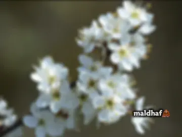 marky tush ledhy😋🫦 #upthi #love_story #viral_videos #viewsproblem😭 #foryoupage 