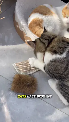 We all know cats hate brushing? This toy is the solution! 🎯 Catnip chew toy - solves multiple problems! Cleans teeth + exercises legs + reduces destruction Premium quality, reasonable price Your cat deserves this! ❤️ #CatSolution #PetWellness #CatHealth #ToyReview #WorthIt