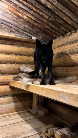 The forest hut is under reliable guard 🐺😎 Now I’ll sleep on the floor near the stove 😄 . #blackgermanshepherd #logcabin #bushcraft #blackwolf #asbjornbushcraft