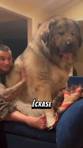 Ce petit truc tout mignon ? C’est un berger du caucase et il est TITANESQUE 🐶 #chien #chiot #bergerducaucase 