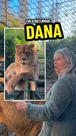 L’histoire de Dana la lionne ! #lion #tigre #lioness #savelions