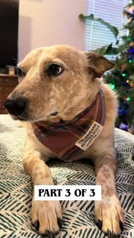 Part 3 of 3, holiday gift ideas for your pups! #heeler #happy #cattledog #dogsoftiktok #giftguide 