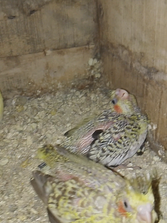 tiel babies #cockatiellife 