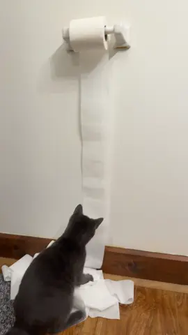 Naughty kitty #catsoftiktok #cat 