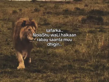 yaa Rabbi . . #fyp #foreyou #somalitiktok #lander 
