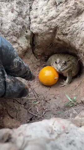 🐸🐸🐸🐸🐸🐸🐸