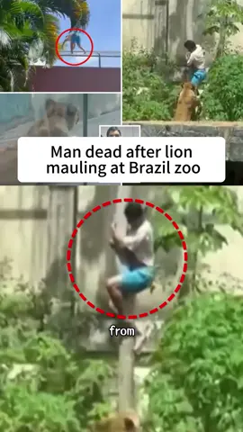 Man dead after lion mauling at Brazil zoo#fpy#news#tiktok#foryou#breankingnews#usaus