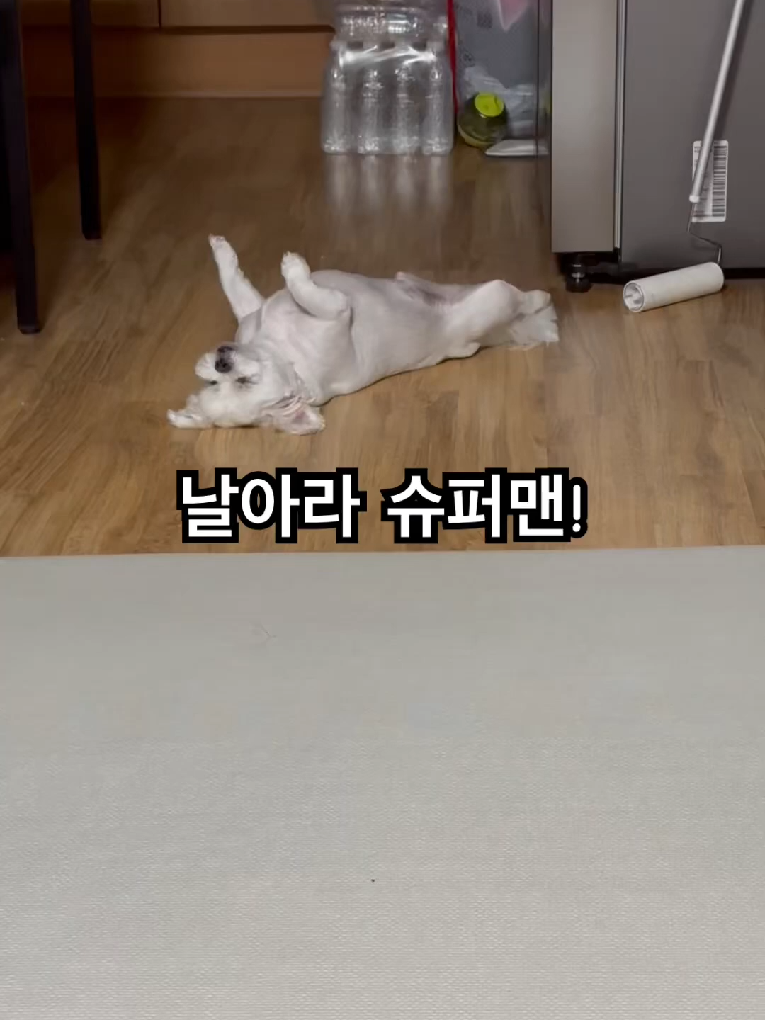 날아라 슈퍼뚜뚜 - (현실 _ 점프도못함,,) #뚜뚜 #뚜뚜빠숑 #낮잠 #잘자네 #멍멍이 #강아지유튜브 #강아지일상 #cute #dog #puppy #반려견