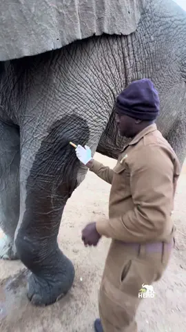 Every morning, Fishan has his pressure wound carefully cleaned to prevent infection and ease his pain 💚 🍯 Here, the wound is treated by carer Last with medical honey, a healing product donated by SAFARMEX. The honey-based Le Mesitran is used to support the recovery of wounds like Fishan’s, which resulted from a leg break in 2018 after he stepped into a manmade hole in the bush. You can make a real difference for Fishan and help him on his healing journey. Donate today and your contribution will go even further with GlobalGiving’s Giving Tuesday matching funds! 💚 🐘 Donate Now: https://tinyurl.com/vxxv2r3m #everyelephantneedsaherd #elephantlove #elephants #supportwildlife #globalgiving #globalgiving #fishan #donate
