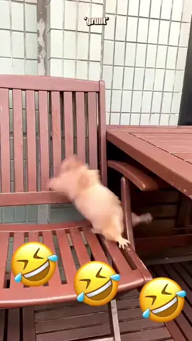 🤣🤣#catsoftiktok #PetsOfTikTok #dogsoftiktok #voiceover #funny 