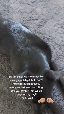 Can you spare a few seconds of your time to say hello? #hunde #dogs #pleasesayhi 