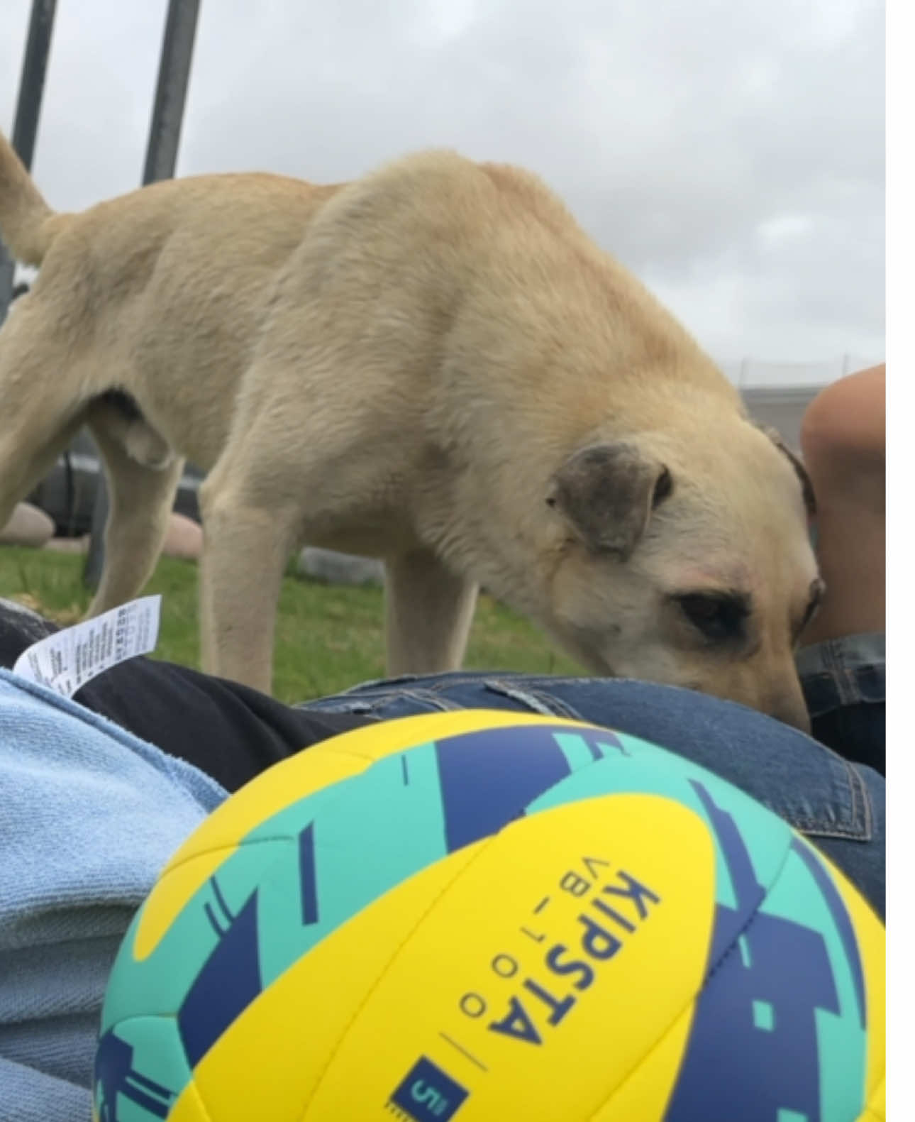Ella no esperaba que ese animal le oliera el #parati #viral #chile #perro #perros 