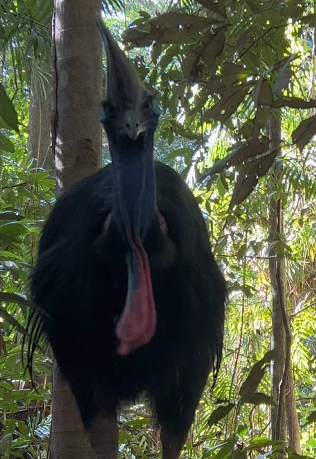 Sit down in the world’s oldest rainforest.  Wait. Watch. Stay still… Enjoy this incredible moment watching a Southern Cassowary feeding on an endemic Daintree fruit, the Noah’s Walnut. Daintree National Park, Far North Queensland. #australia #queensland #daintree #cassowary #birdlife