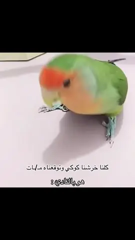 بس بيفهموني الي تابعوا سنابات في وار  هههههههههههههههههههههههههههههههههههههههههههههههه#اوساموهه #في_وار #tiktok #قصص @في وار /vwar 