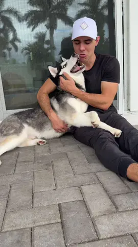Sobbing this dog is the sweetest… 😭 #rescuedog #dogs #dogsofttiktok #husky #huskies 