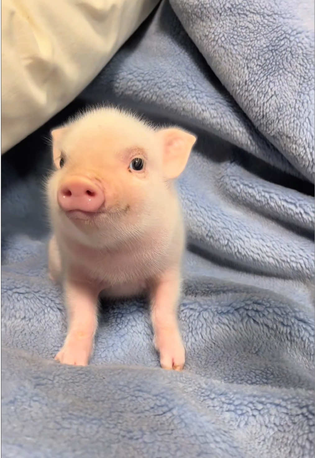 Cute little pig#pigs 