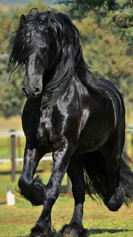 Você já viu a elegância de um cavalo frísio marchando, com aquela crina voando e o passo firme que hipnotiza quem assiste? #CavaloFrísio #MarchaElegante #ForçaENobreza #PaixãoPorCavalos