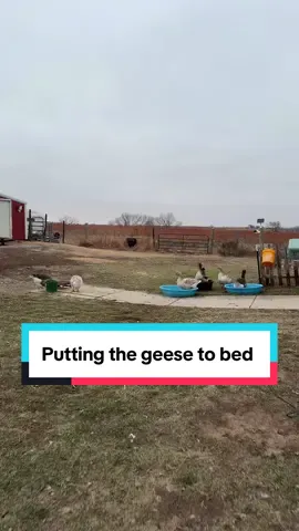 Still not 100% but atleast I got to put the geese to bed tonight! #farmchores #homestead #geese #goose #sillygoose 