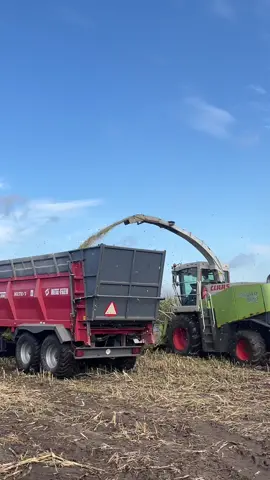 Kukurydza w grudniu 🥶#agriculture #johndeere #claasjaguar #renault15554 #renault 