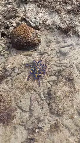 napakaganda ng blue ringed octopos #blueringedoctopos #rhandztime 