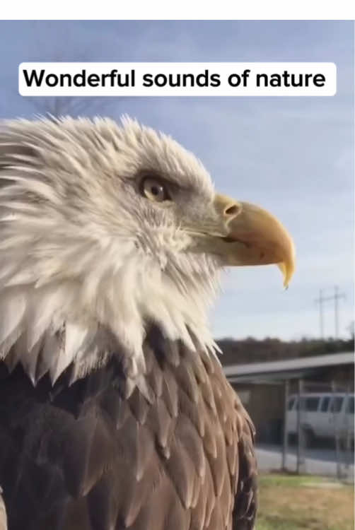 Wonderful sounds of nature  #birdsounds #animalsounds #wildlife #nature #animals 