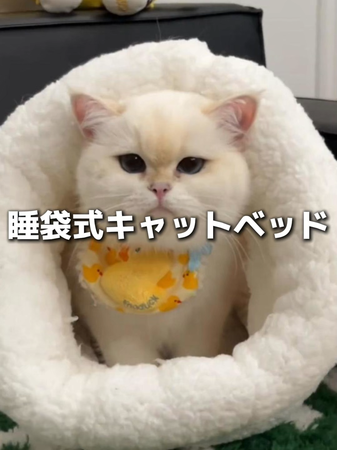 このキャットベッドを買ってから家の猫はもうくしゃみをしなくなりました#fyp #ペット #おもちゃ #ペット初心者 #猫 #可愛い #ペット用品 #キャットバッグ #猫用おもちゃ #猫ベッド