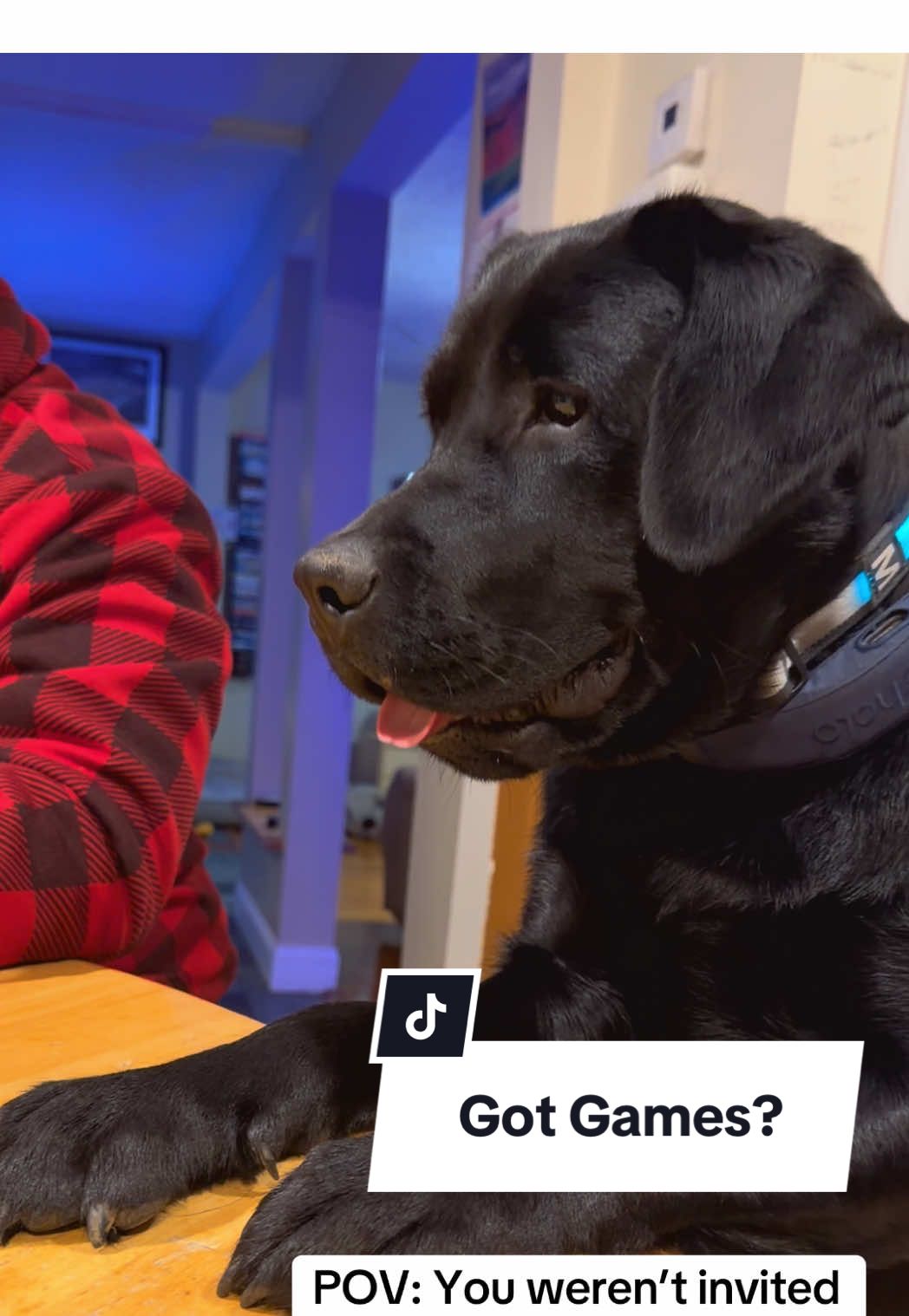 Just waiting for my turn… any minute now… right? #puppyinfluencer #dogsoftiktok #dogpack #puppiesoftiktok #blacklabsoftiktok 