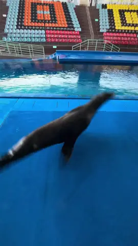 Sea Lion #sealion #animal #funny #dance