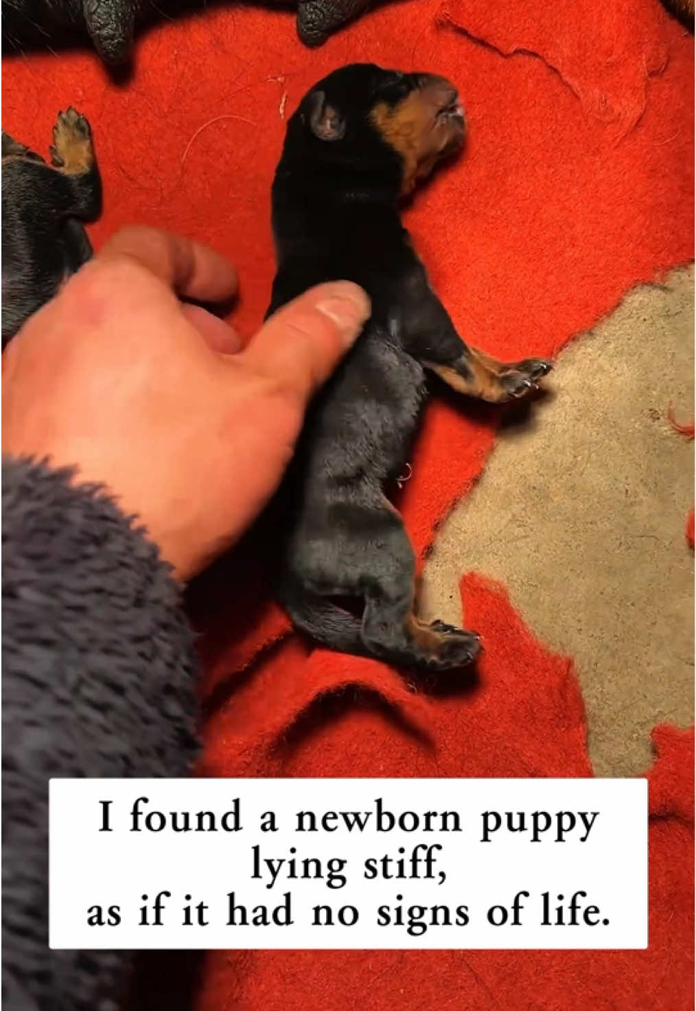I found a newborn puppy lying stiff,  as if it had no signs of life. I refused to give up and then…#rescue #animals #puppy 