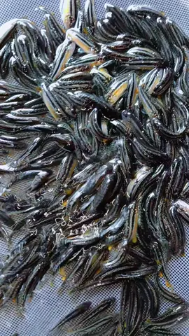 niasa chiklid  #aquascape #ikan #hiasan #aquarium 