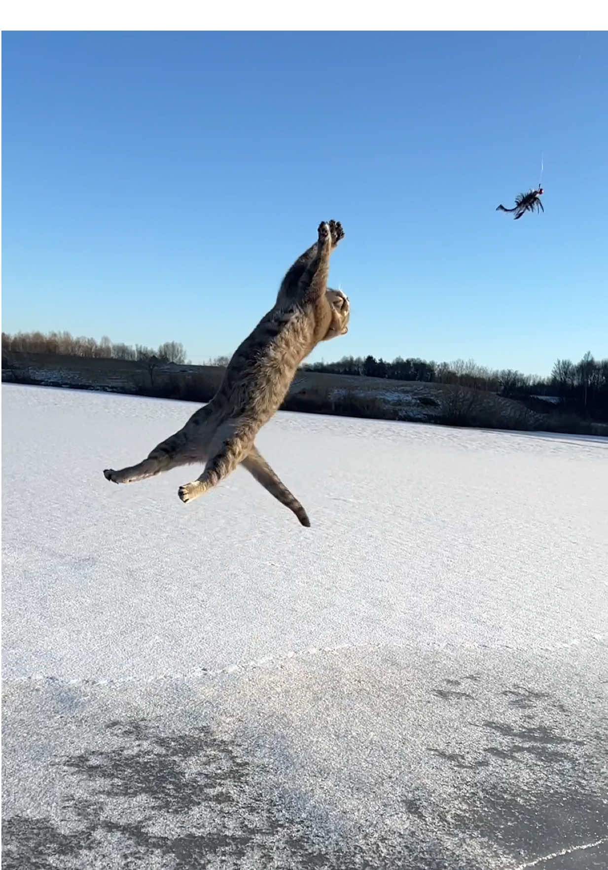 A Cat’s Reflexes Are Just on Another Level!