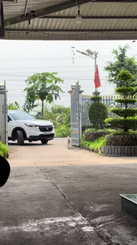 Còn hơi yếu nha anh em 🤣 #xuhuongtiktok #honda #hrv #fyb #hondahrv 