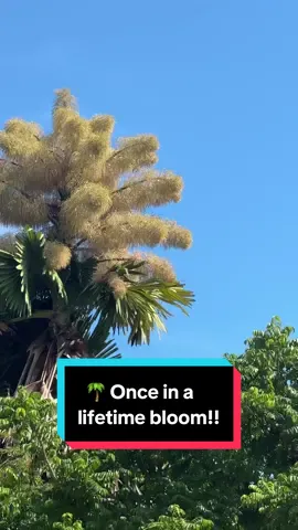 Have you heard about Rio’s once-in-a-lifetime bloom? 🌴 I feel lucky to see them in such a brief moment in their lives! 🙂 #talipotpalms #riodejaneiro #palmtree 
