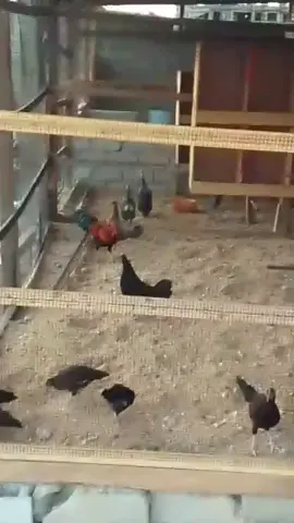 À Ferme Kariben, nous privilégions la qualité avant tout. Voici un aperçu de nos poules originales (Poul Peyi). Les poules et les œufs naturels, élevés localement, sont devenus rares en Haïti, et leur reproduction est lente. C’est pourquoi la plupart des éleveurs se tournent vers des races importées. Mais de notre côté, nous restons déterminés à préserver et à élever l’authentique Poul Peyi!  À Ferme Kariben, nous sommes en voie de devenir une référence dans la production locale : organique, naturelle et véritablement bio. C’est la norme à laquelle nous nous engageons.  #FermeKariben #PoulPeyi #ProduitLocal #AgricultureBio #ProductionNaturelle        